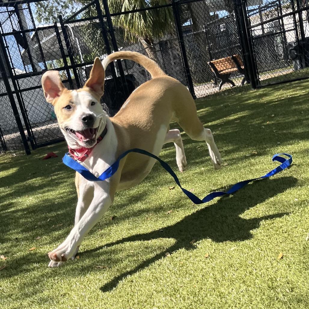 Enlarge Rico, a Adoptable Mixed Breed in Sarasota, FL image 6/6