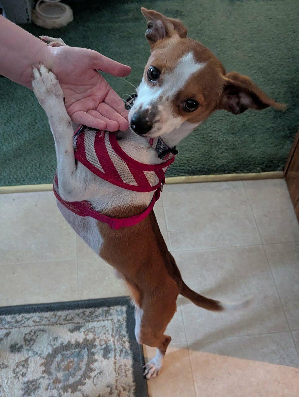 Austin, a Adoptable mixed breed in Columbia, MO image 2/3