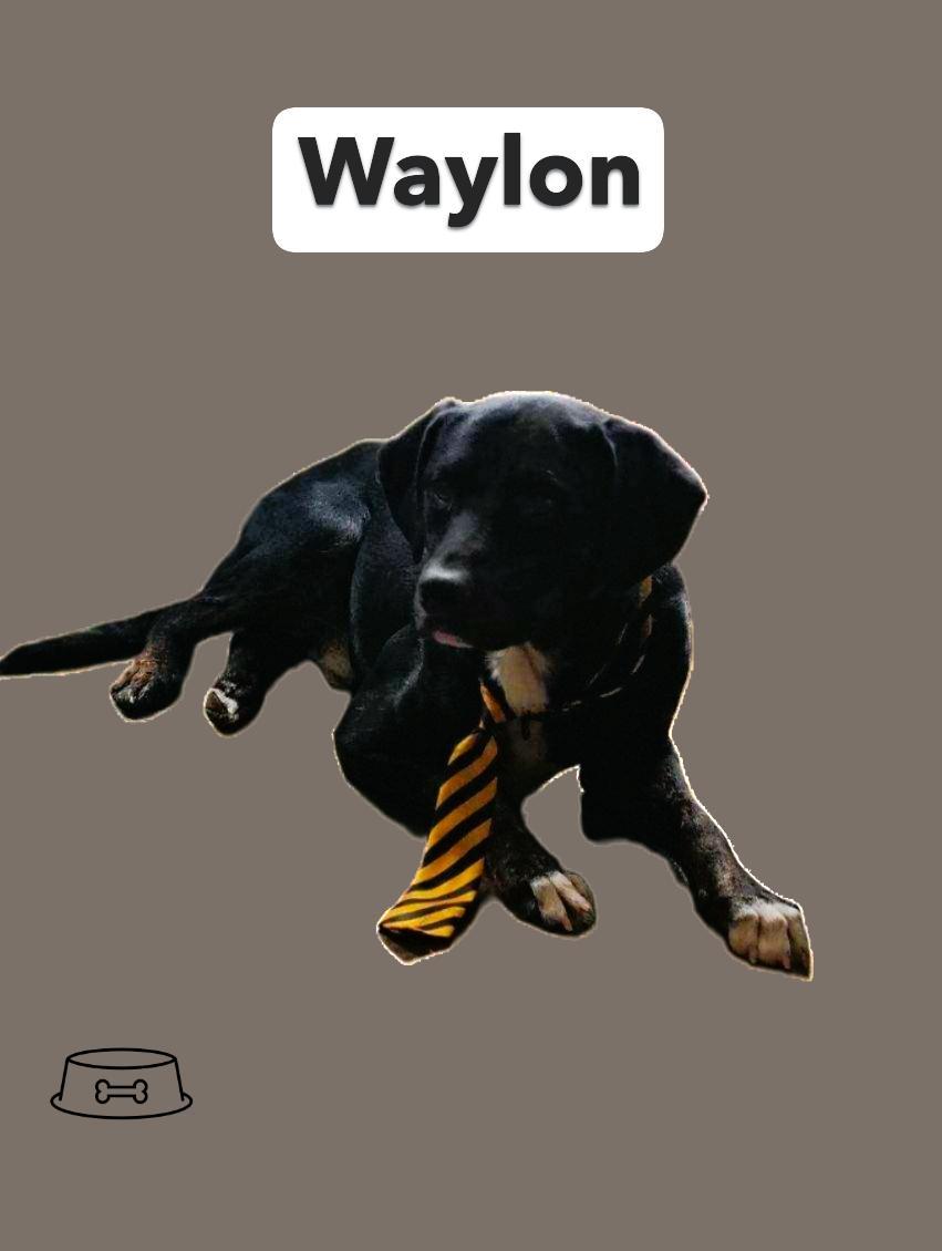 Waylon #25249