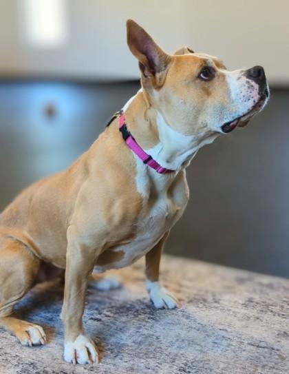 Leah, Adoptable, Young Female Mixed Breed & Mixed Breed.