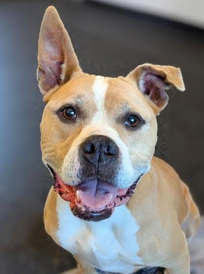 Enlarge Leah, a Adoptable mixed breed in Portola, CA image 2/3