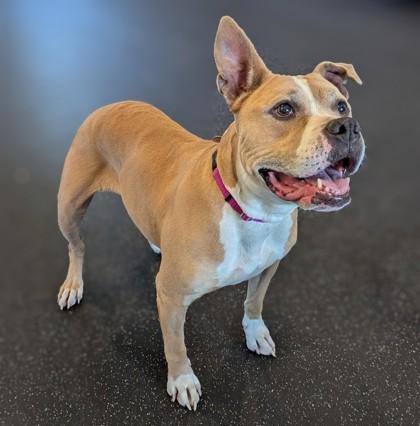 Enlarge Leah, a Adoptable mixed breed in Portola, CA image 3/3