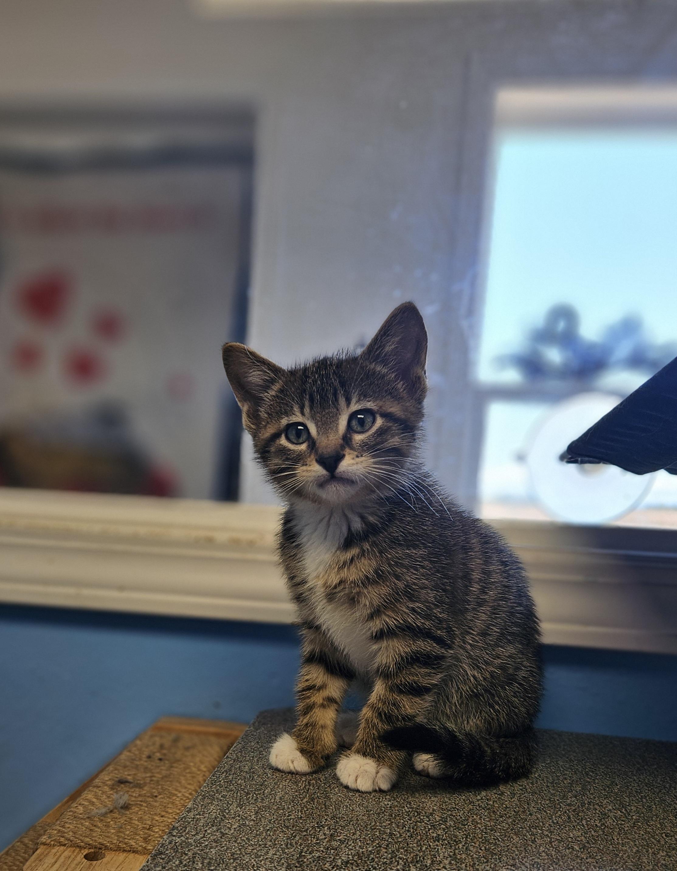 Nelson, an adoptable Domestic Short Hair in Polson, MT, 59860 | Photo Image 1