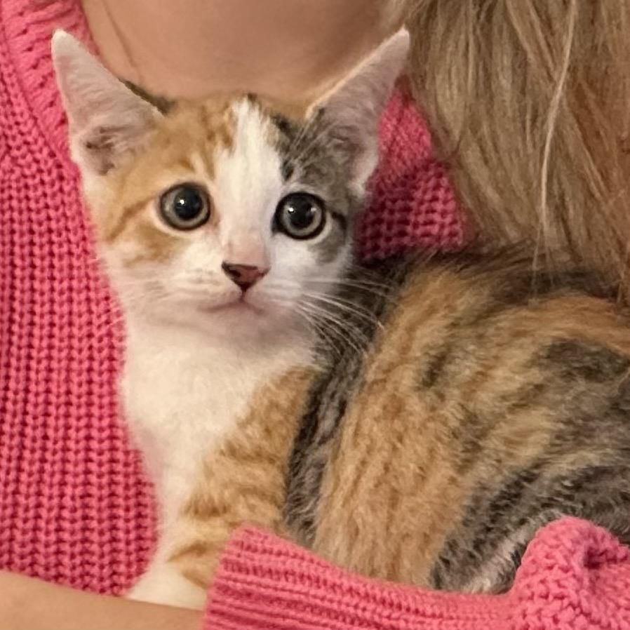 Maple, Adoptable, Kitten Female Domestic Short Hair.