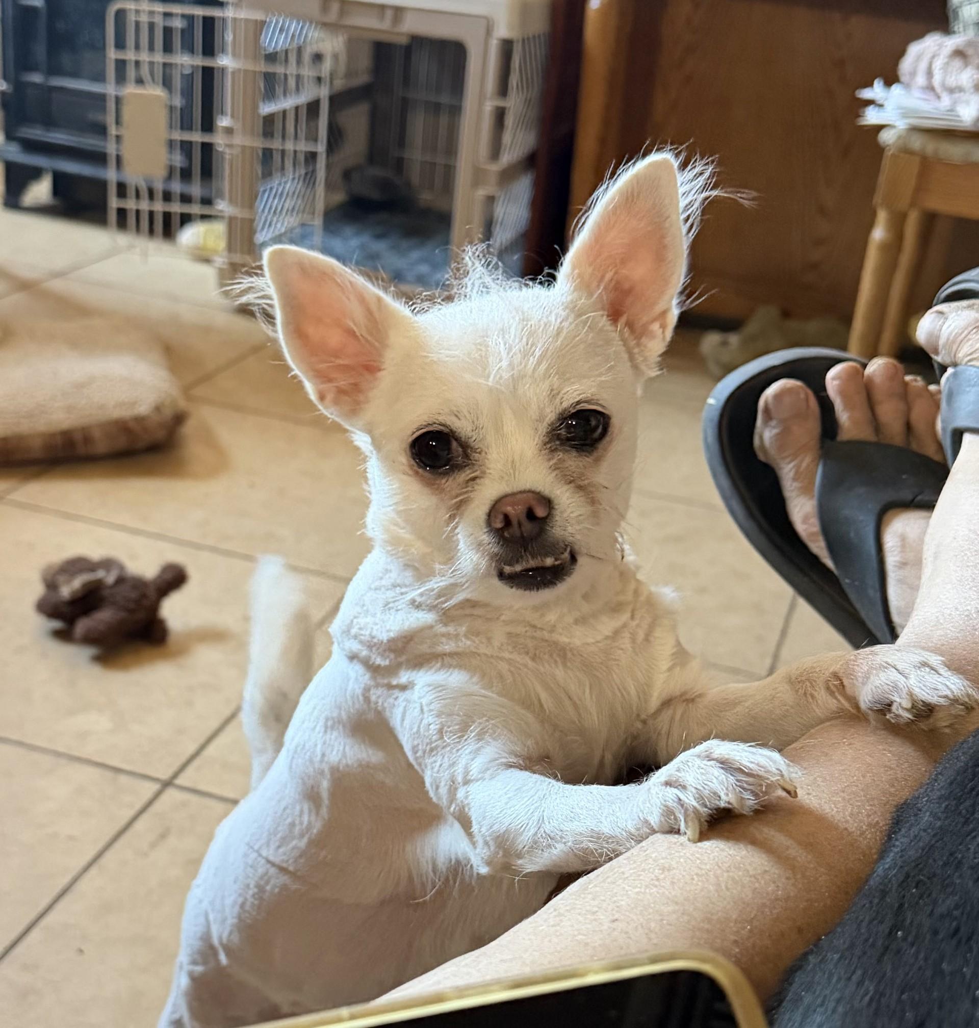 Enlarge Teeny, a ADOPTABLE mixed breed in Phoenix, AZ image 2/2