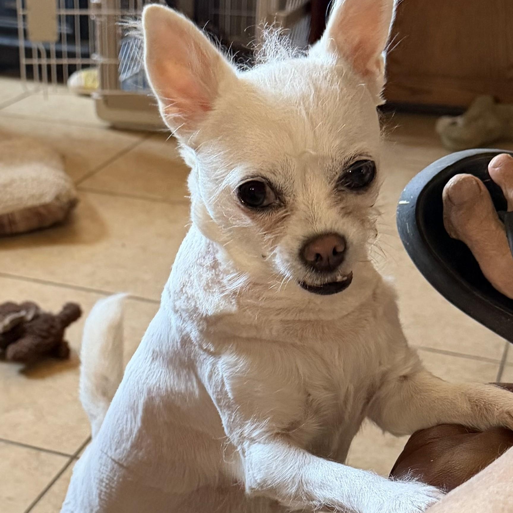 Teeny, ADOPTABLE, Adult Female Terrier & Chihuahua.