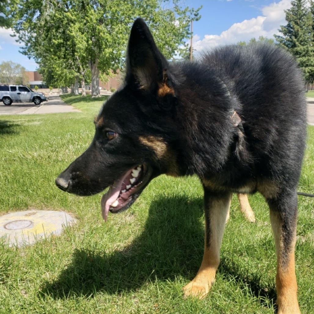 Enlarge Cruz, a Adoptable German Shepherd Dog in Lakewood, CO image 1/6