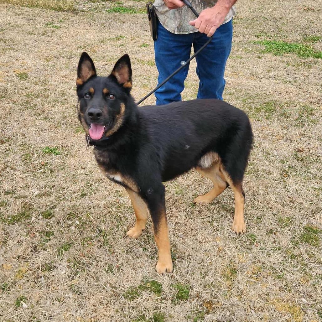 Cruz, a Adoptable German Shepherd Dog in Lakewood, CO image 1/6
