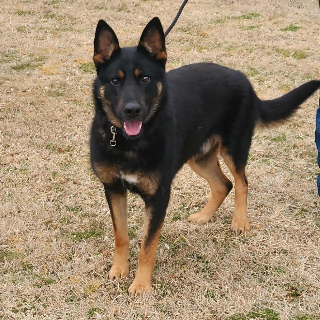Cruz, a Adoptable German Shepherd Dog in Lakewood, CO image 2/6