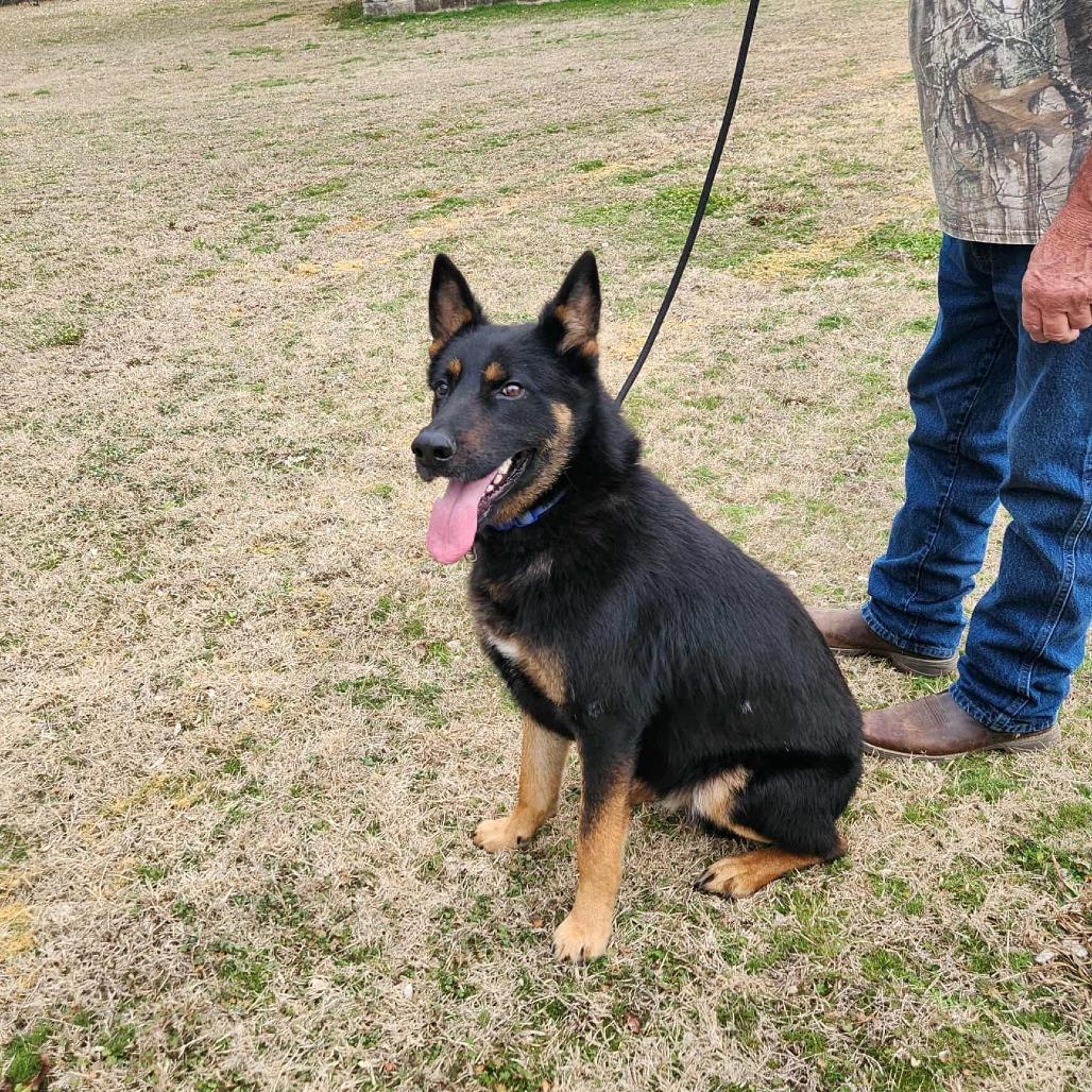 Cruz, a Adoptable German Shepherd Dog in Lakewood, CO image 3/6