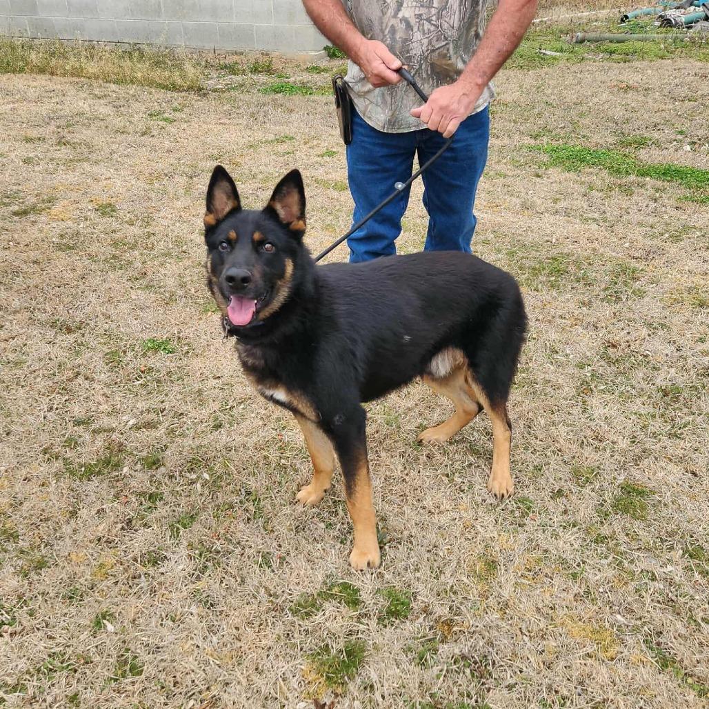 Cruz, a Adoptable German Shepherd Dog in Lakewood, CO image 4/6