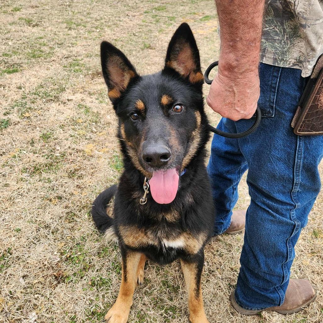 Cruz, a Adoptable German Shepherd Dog in Lakewood, CO image 5/6
