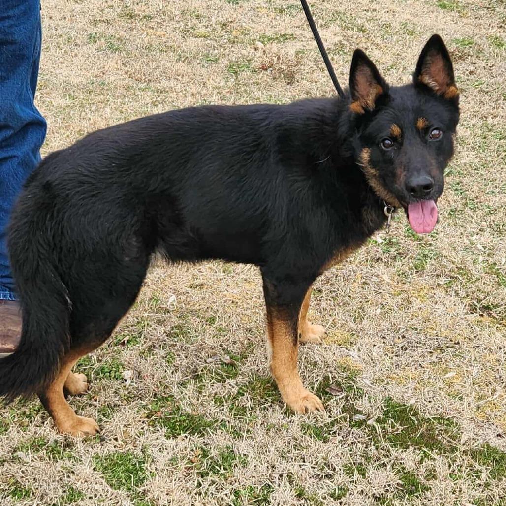 Cruz, a Adoptable German Shepherd Dog in Lakewood, CO image 6/6