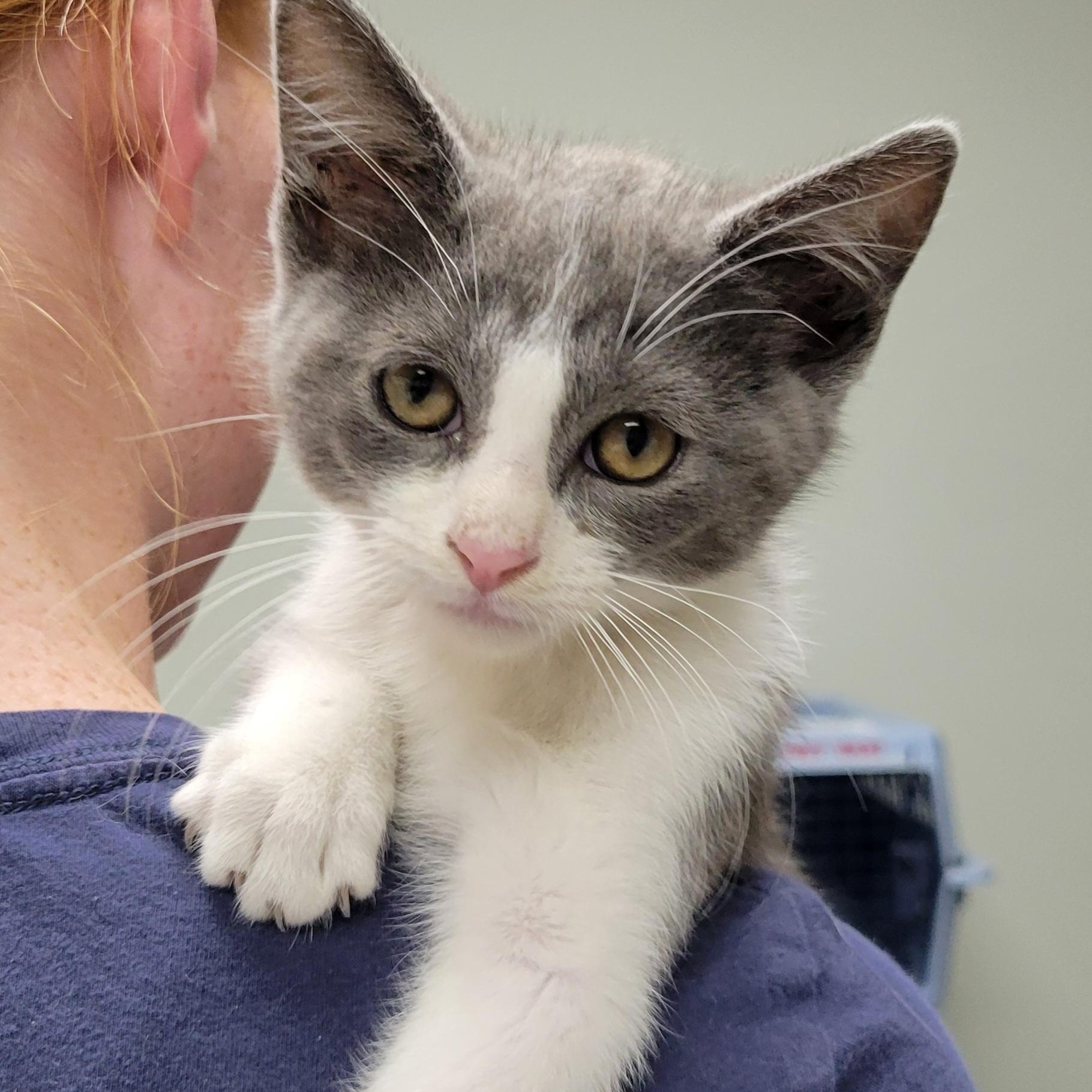 Wesley, ADOPTABLE, Kitten Male Domestic Short Hair.