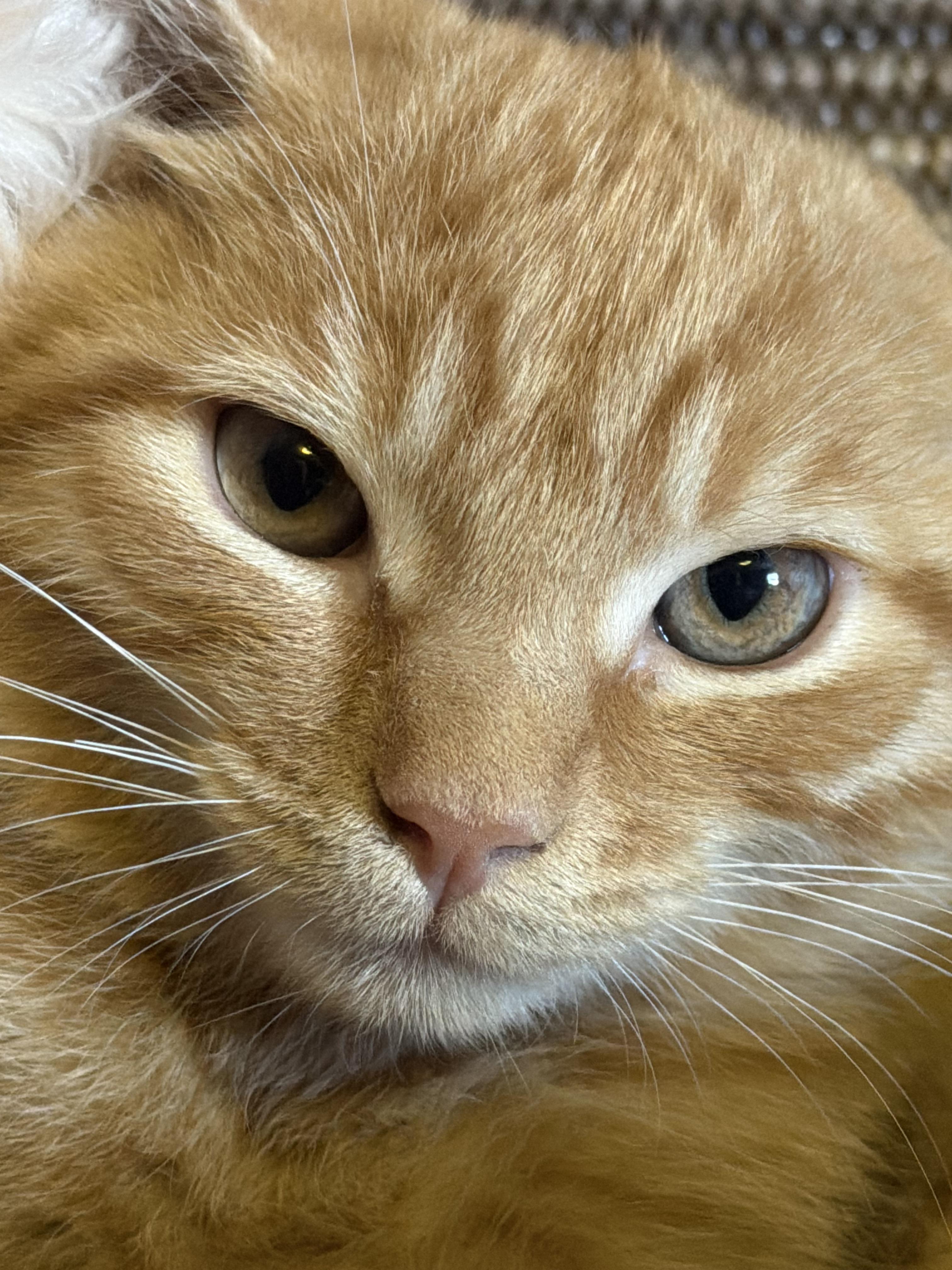 Enlarge Marmalade, a ADOPTABLE Domestic Short Hair in West Pittston, PA image 2/2