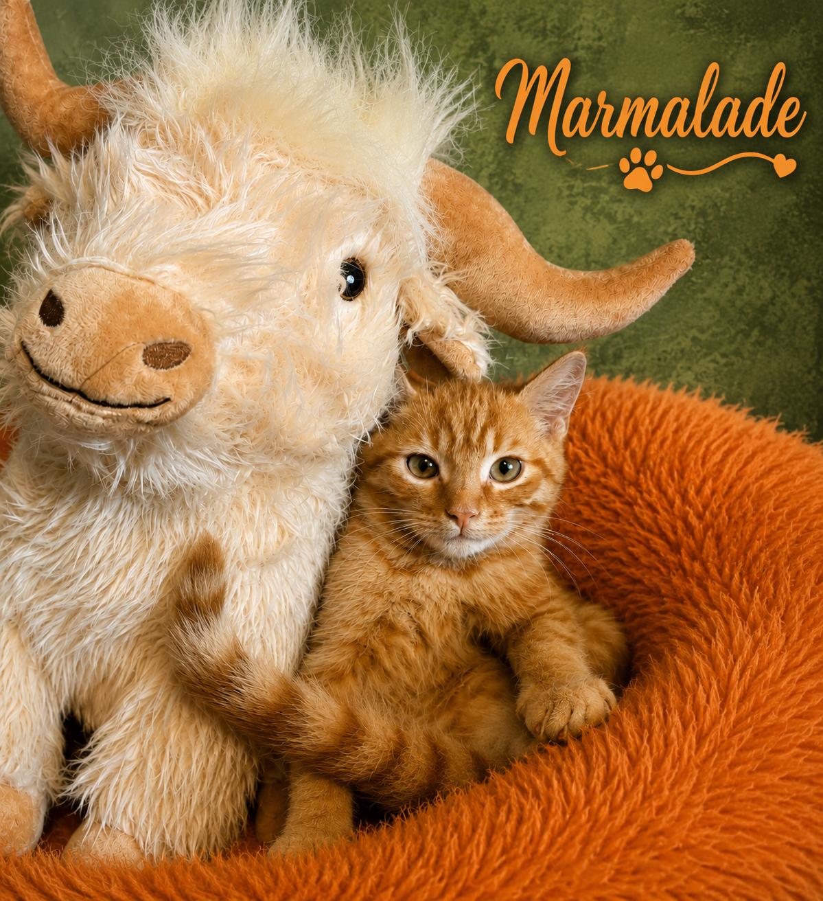 Marmalade, ADOPTABLE, Kitten Male Domestic Short Hair.