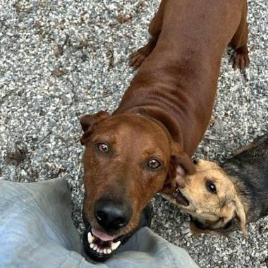 Echo, ADOPTABLE, Adult Female Redbone Coonhound & Hound.