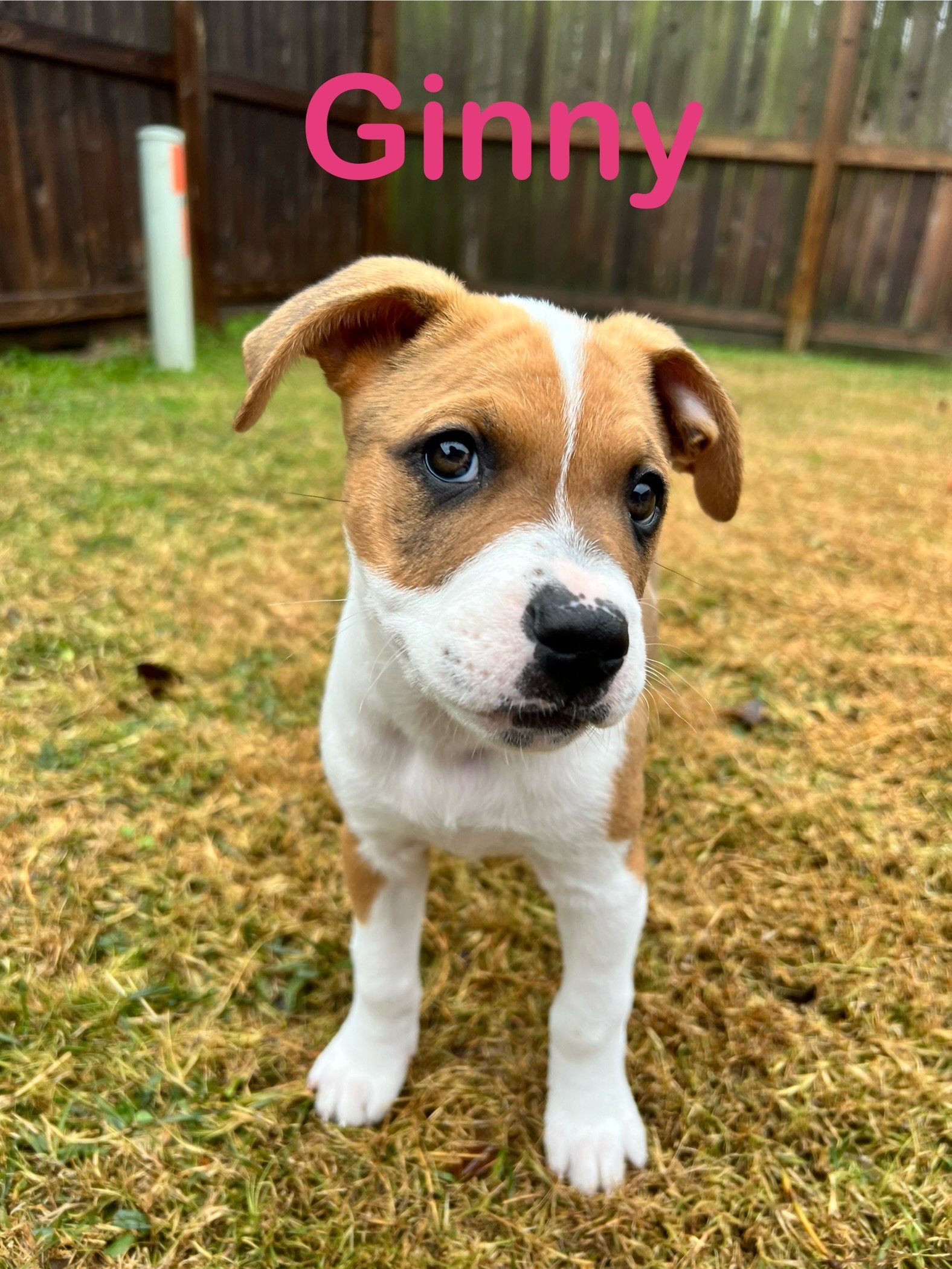 GINNY