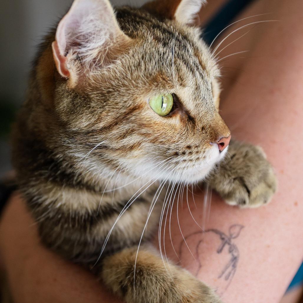 Enlarge Daenerys, a Adoptable mixed breed in Long Beach, CA image 2/6