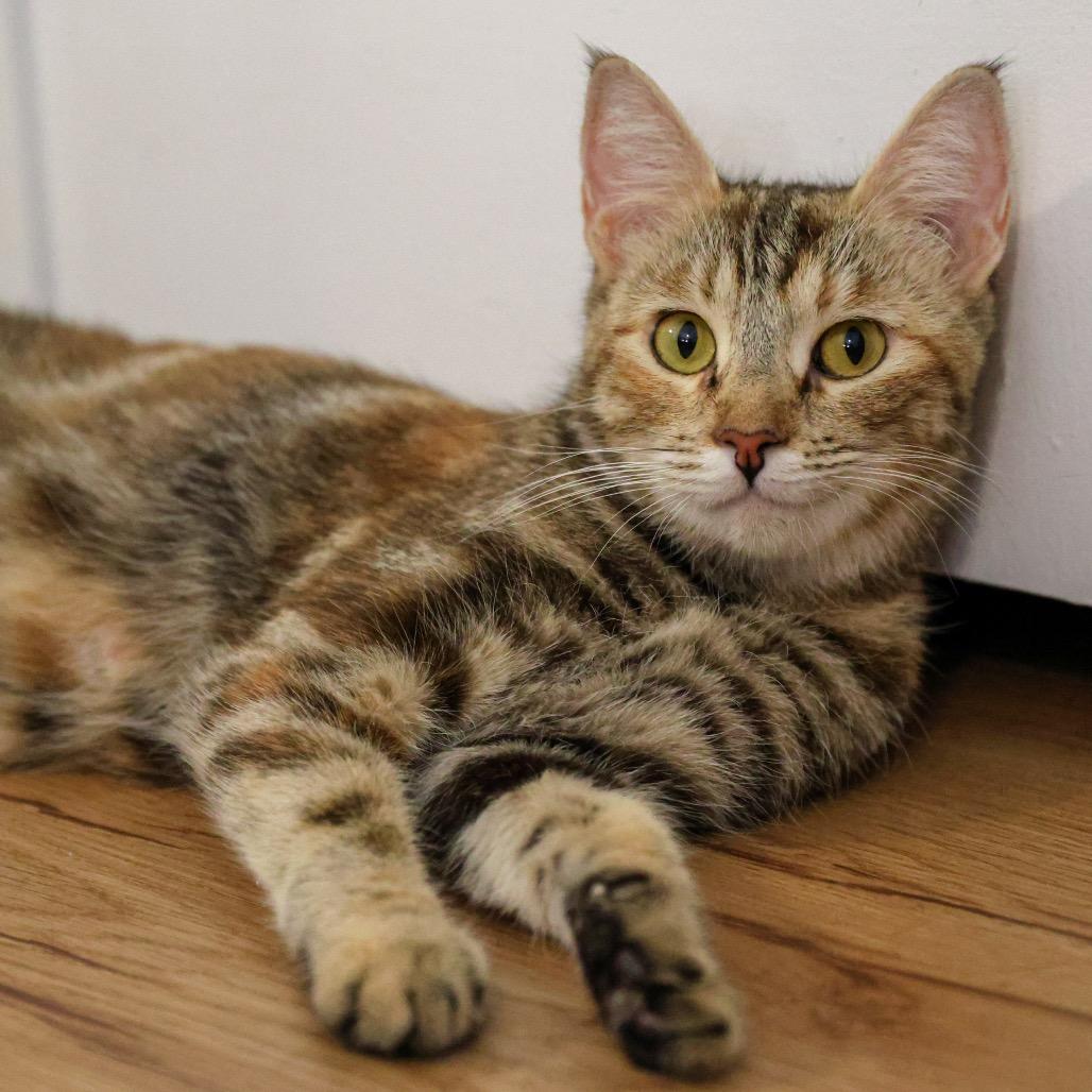 Enlarge Daenerys, a Adoptable mixed breed in Long Beach, CA image 5/6