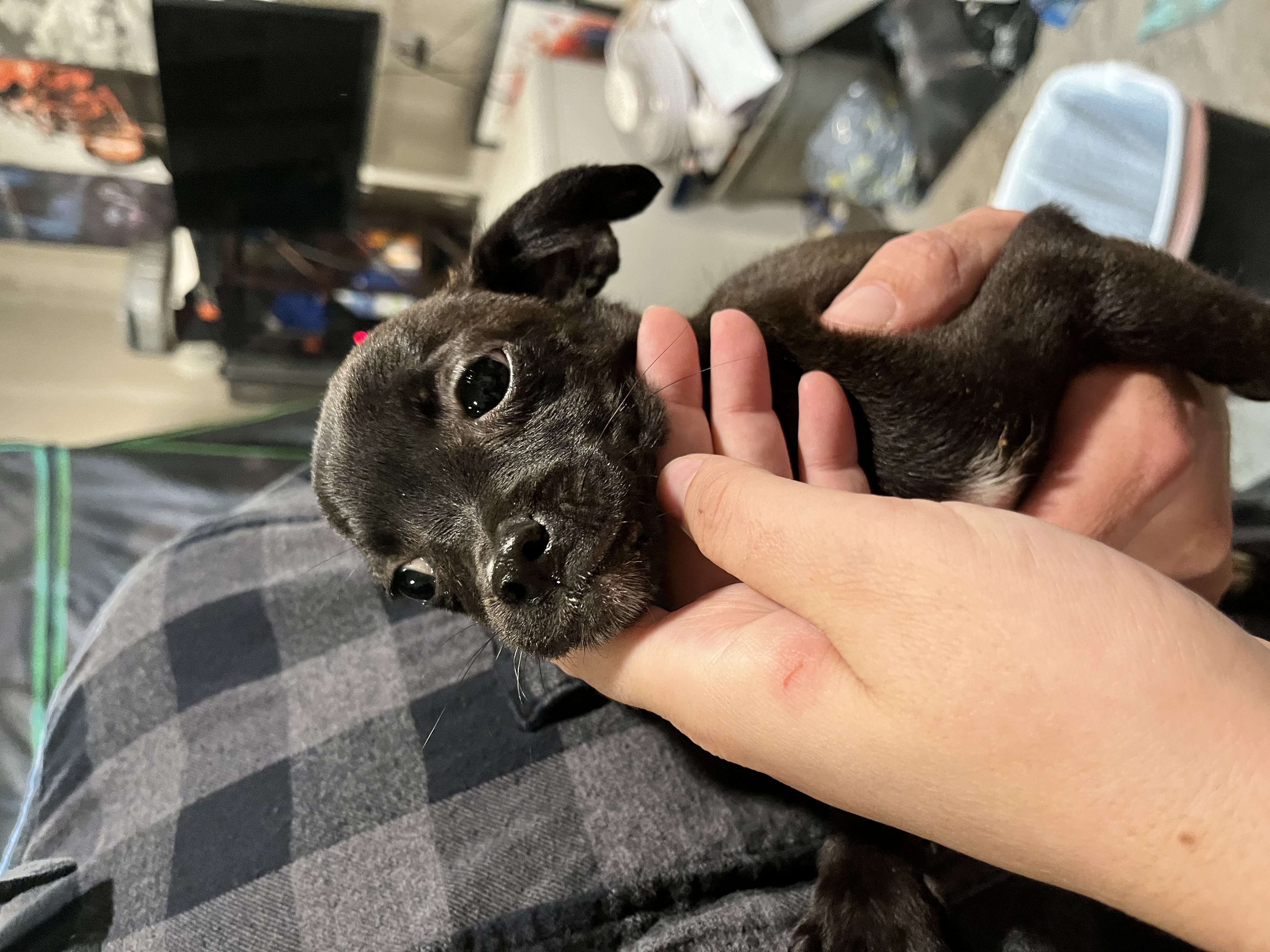 Luna, Adopted, Puppy Female Chihuahua.