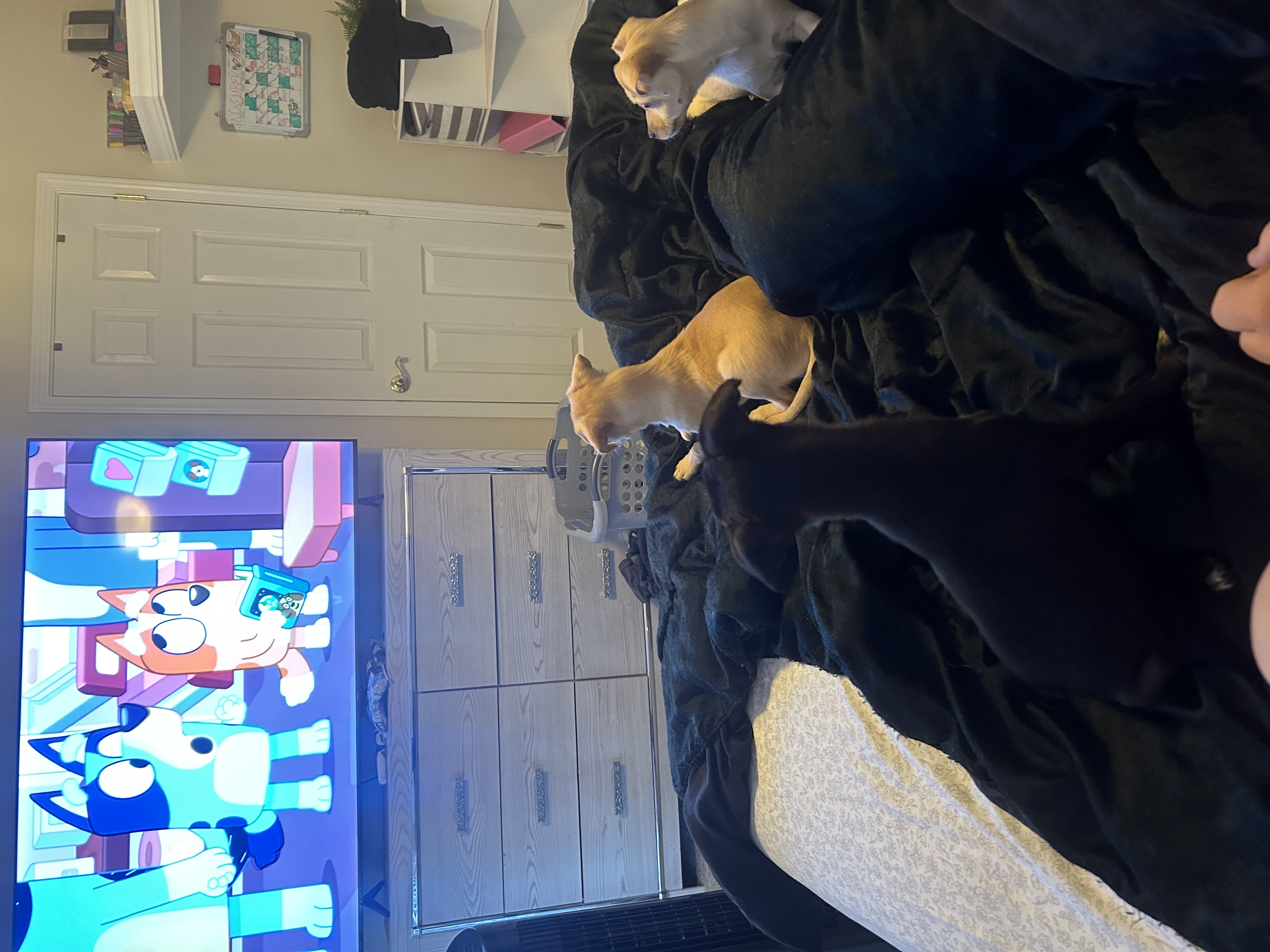 Enlarge Luna, a Adopted Chihuahua in Lodi, CA image 2/6