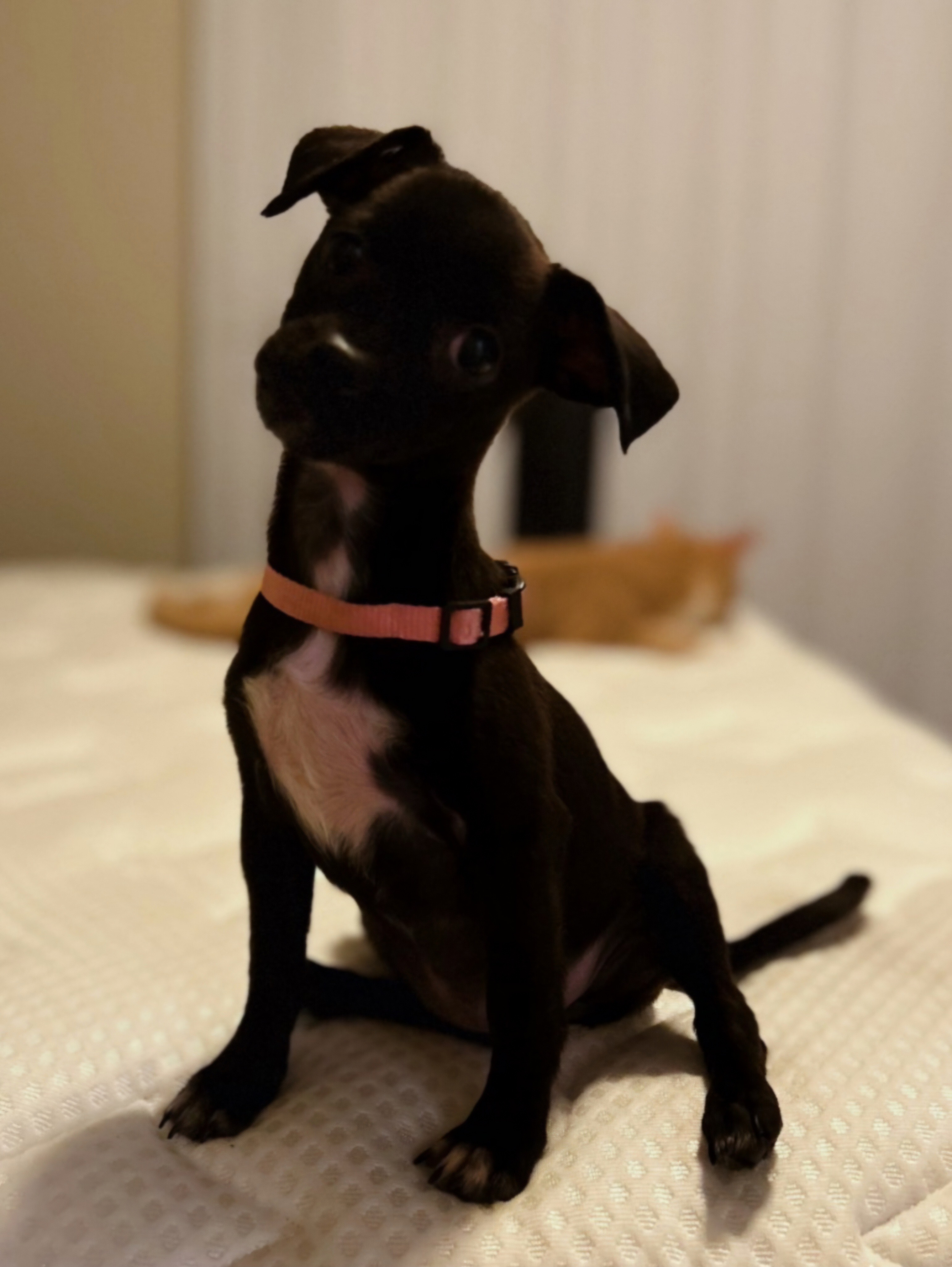 Enlarge Luna, a Adopted Chihuahua in Lodi, CA image 3/6