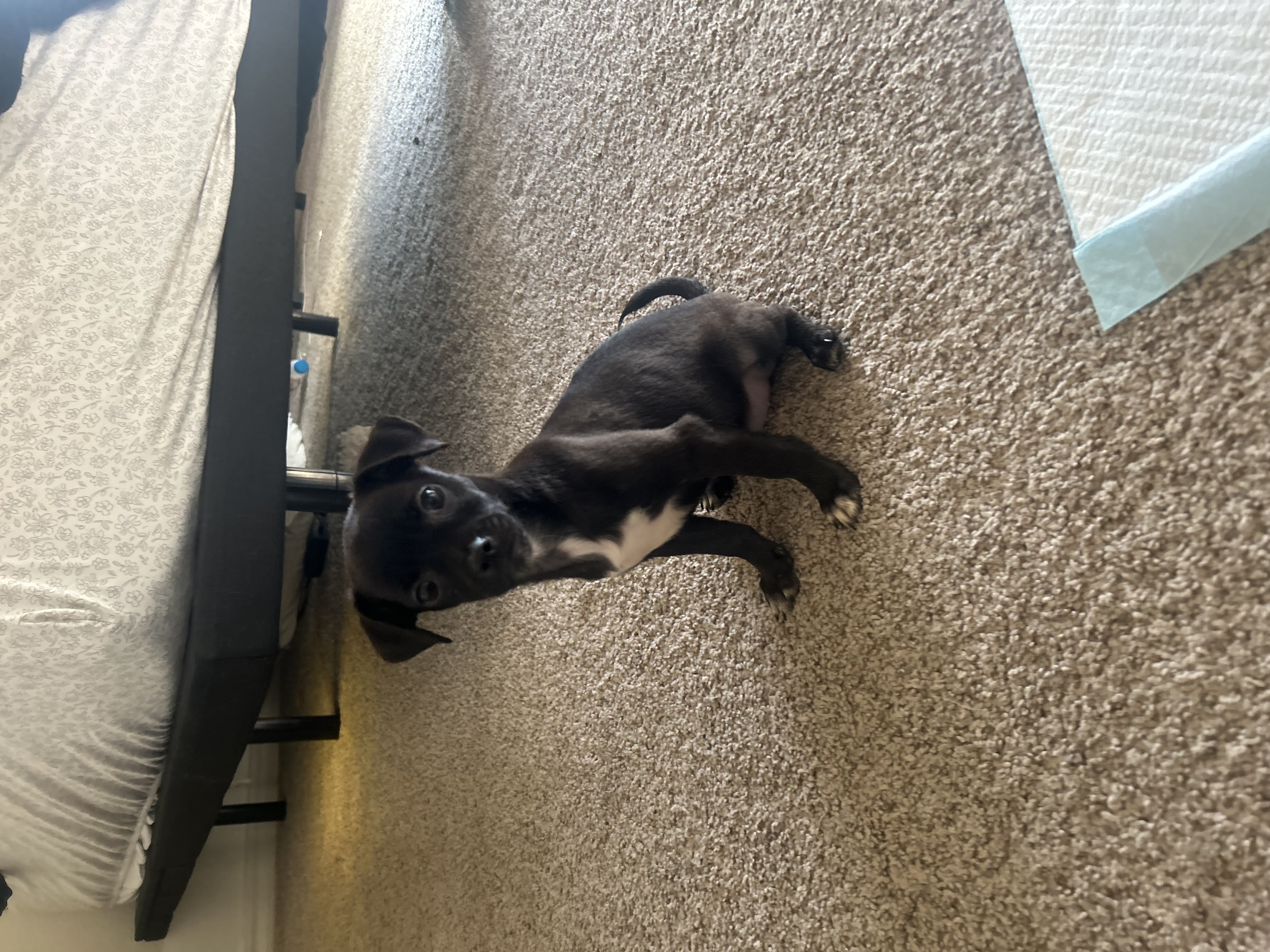 Enlarge Luna, a Adopted Chihuahua in Lodi, CA image 4/6