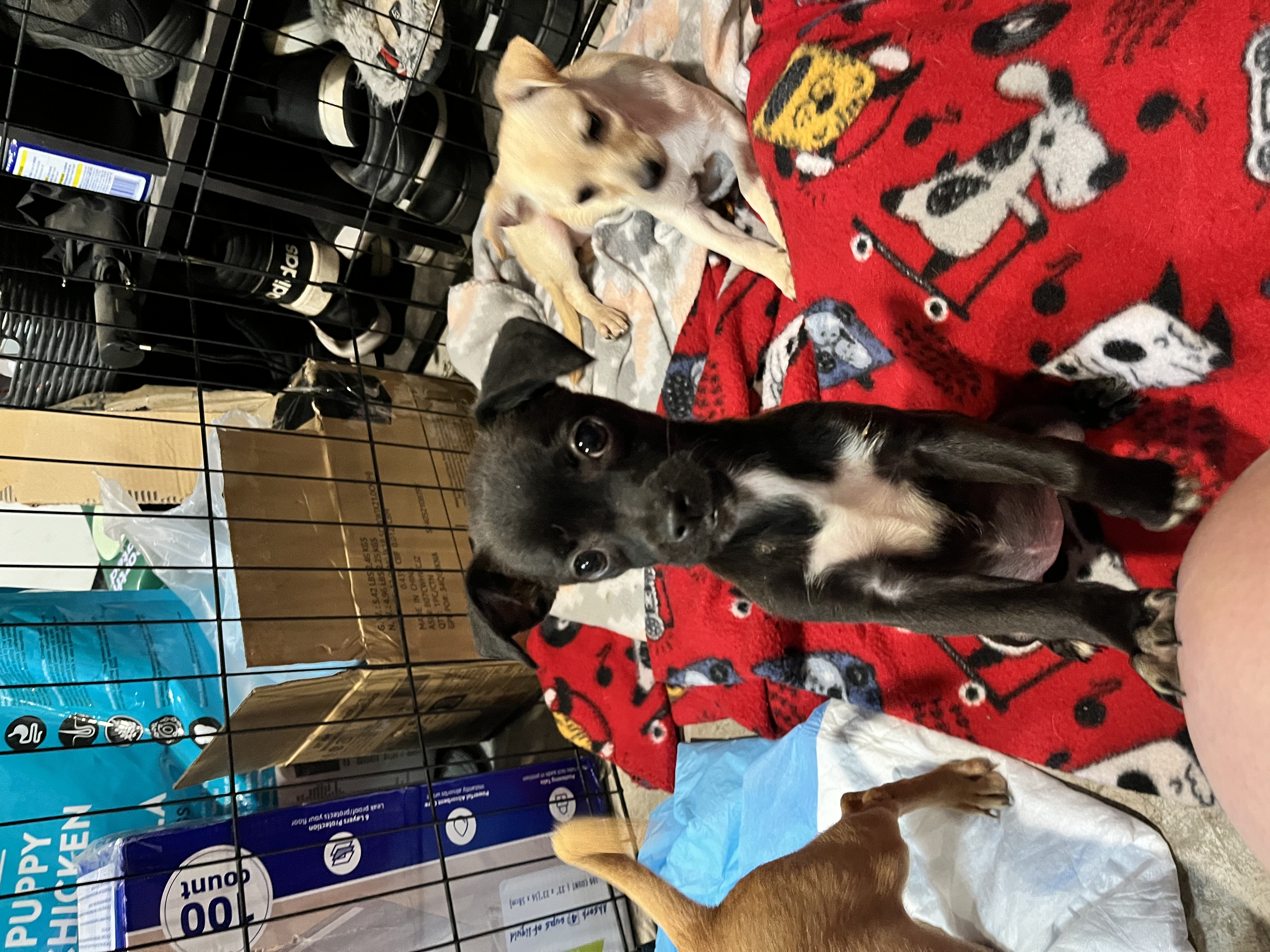 Enlarge Luna, a Adopted Chihuahua in Lodi, CA image 5/6