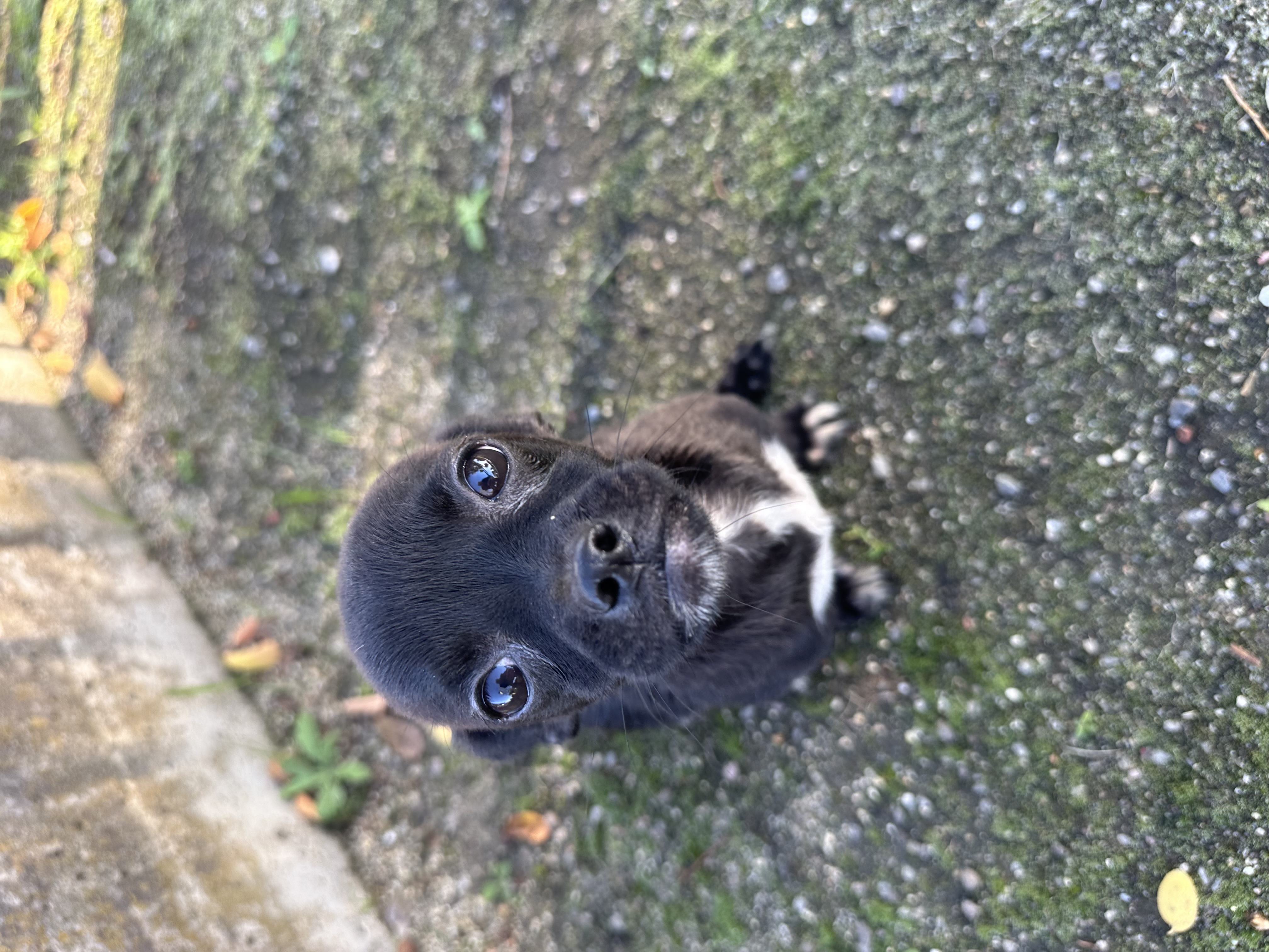 Enlarge Luna, a Adopted Chihuahua in Lodi, CA image 6/6