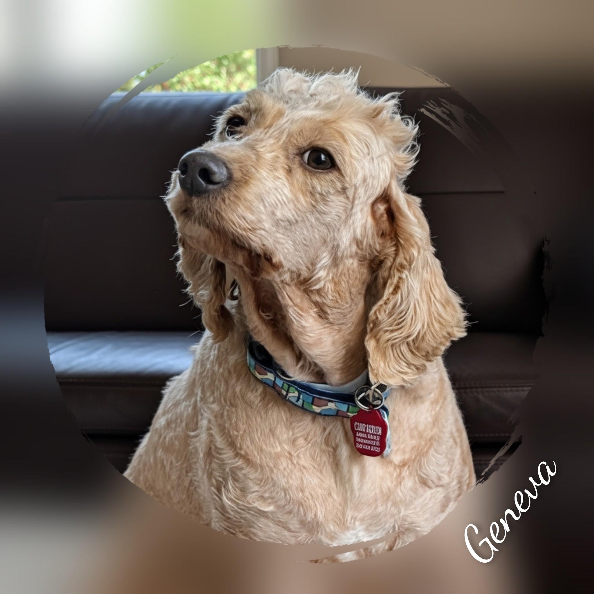 Enlarge Geneva, a Adopted Goldendoodle in Fredericksburg, VA image 6/6