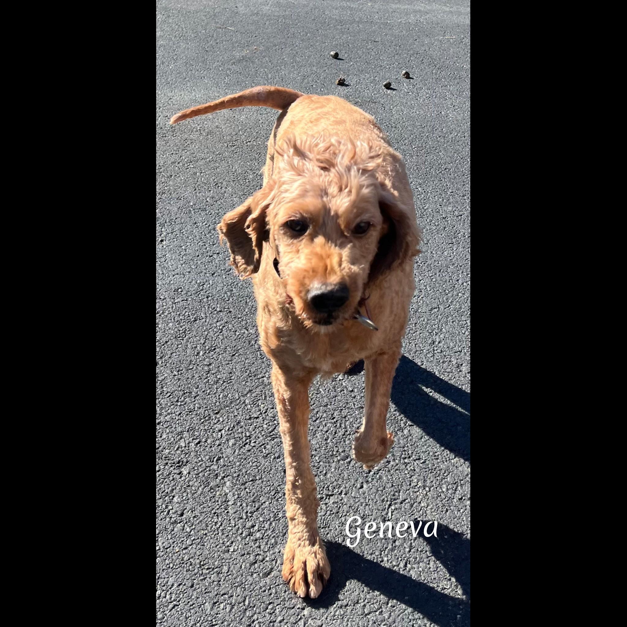 Enlarge Geneva, a Adopted Goldendoodle in Fredericksburg, VA image 3/6