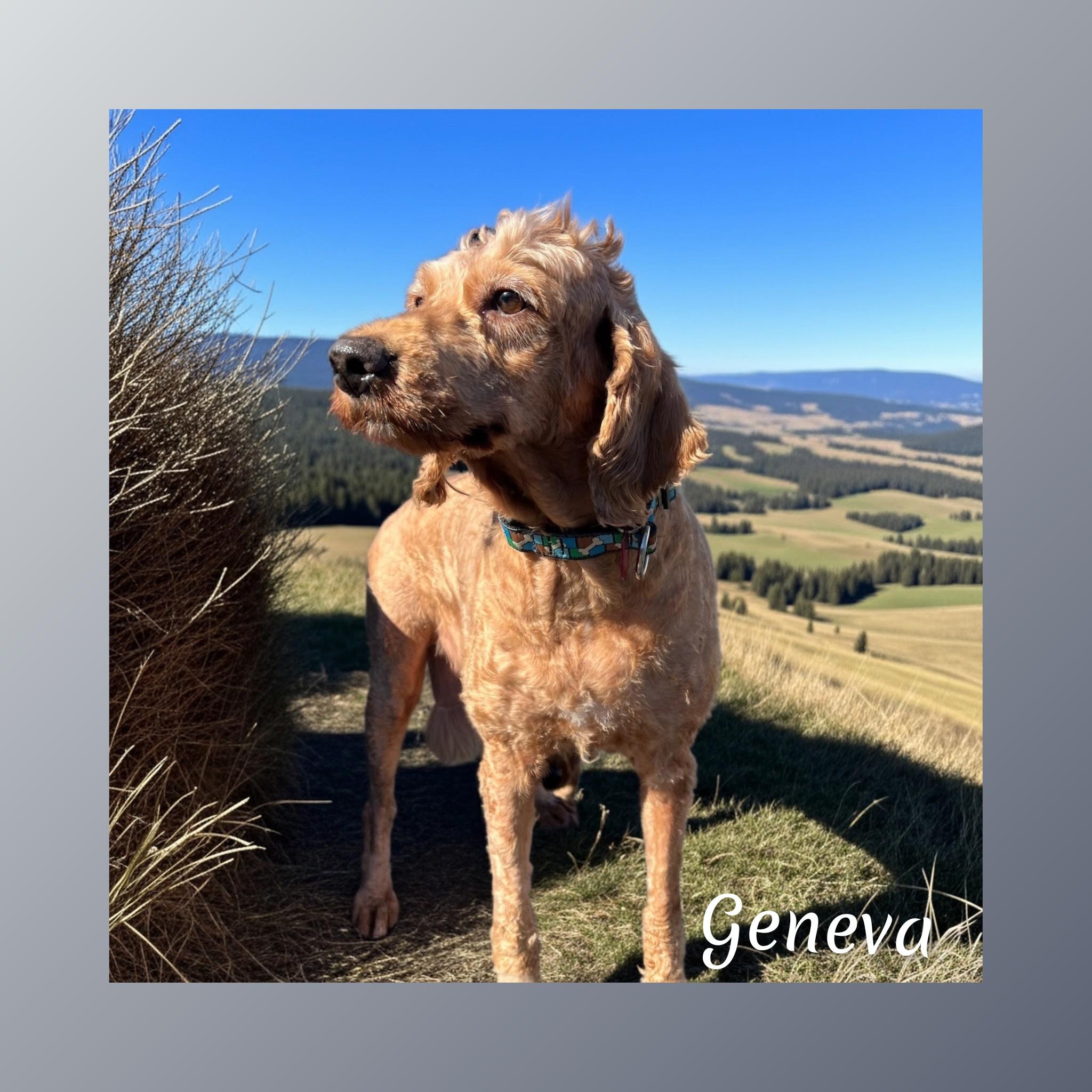 Enlarge Geneva, a Adopted Goldendoodle in Fredericksburg, VA image 2/6