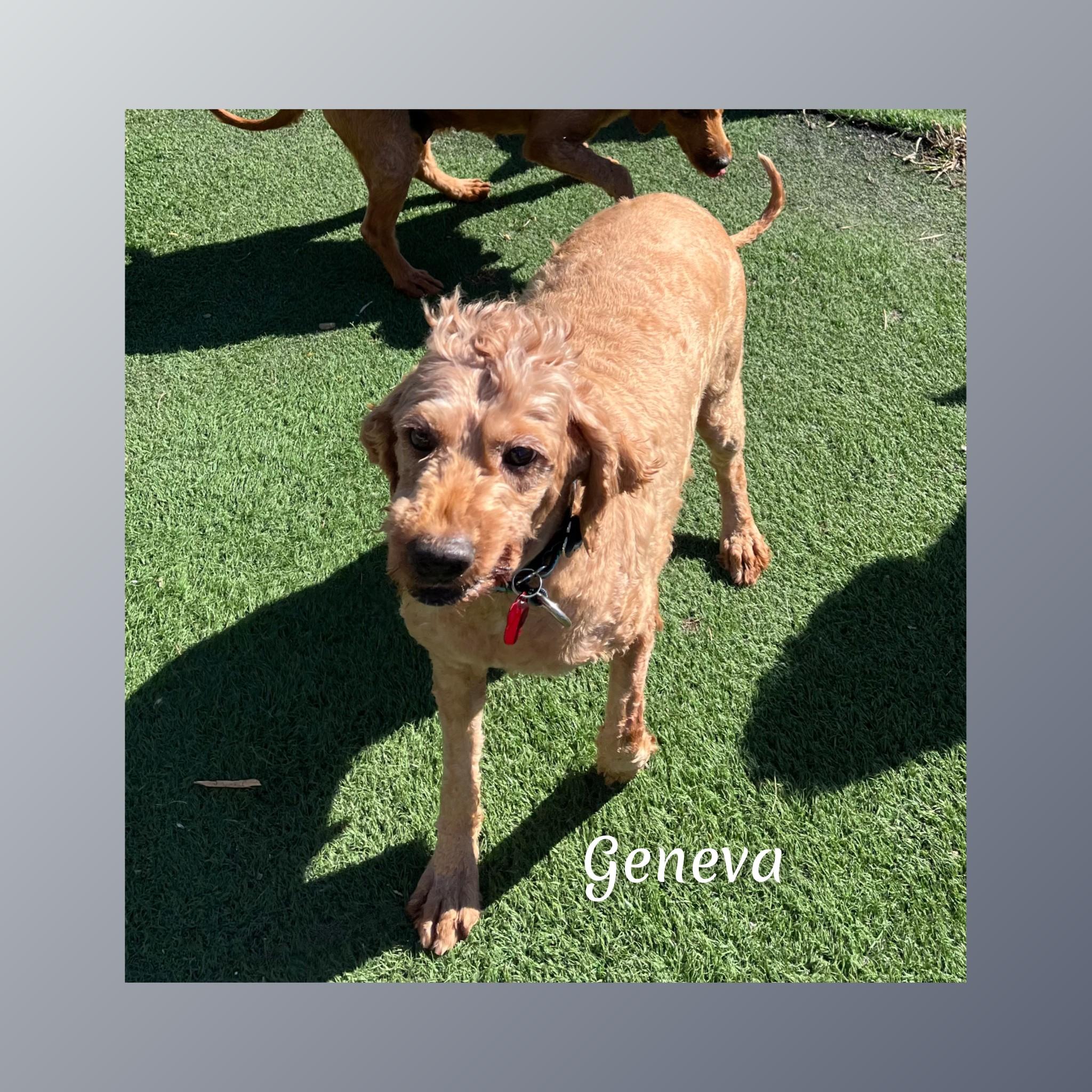 Enlarge Geneva, a Adopted Goldendoodle in Fredericksburg, VA image 5/6