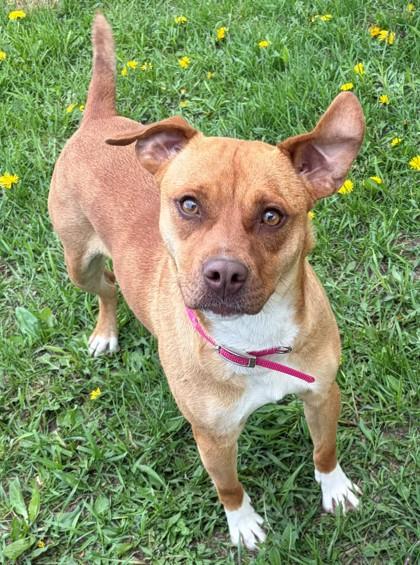 Debbie, Adoptable, Adult Female Pit Bull Terrier & Mixed Breed.
