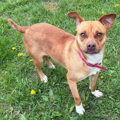 Debbie, a Adoptable mixed breed in Baraboo, WI image 2/3