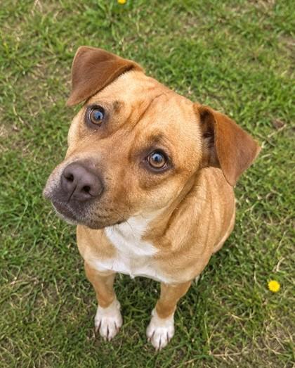 Debbie, a Adoptable mixed breed in Baraboo, WI image 3/3
