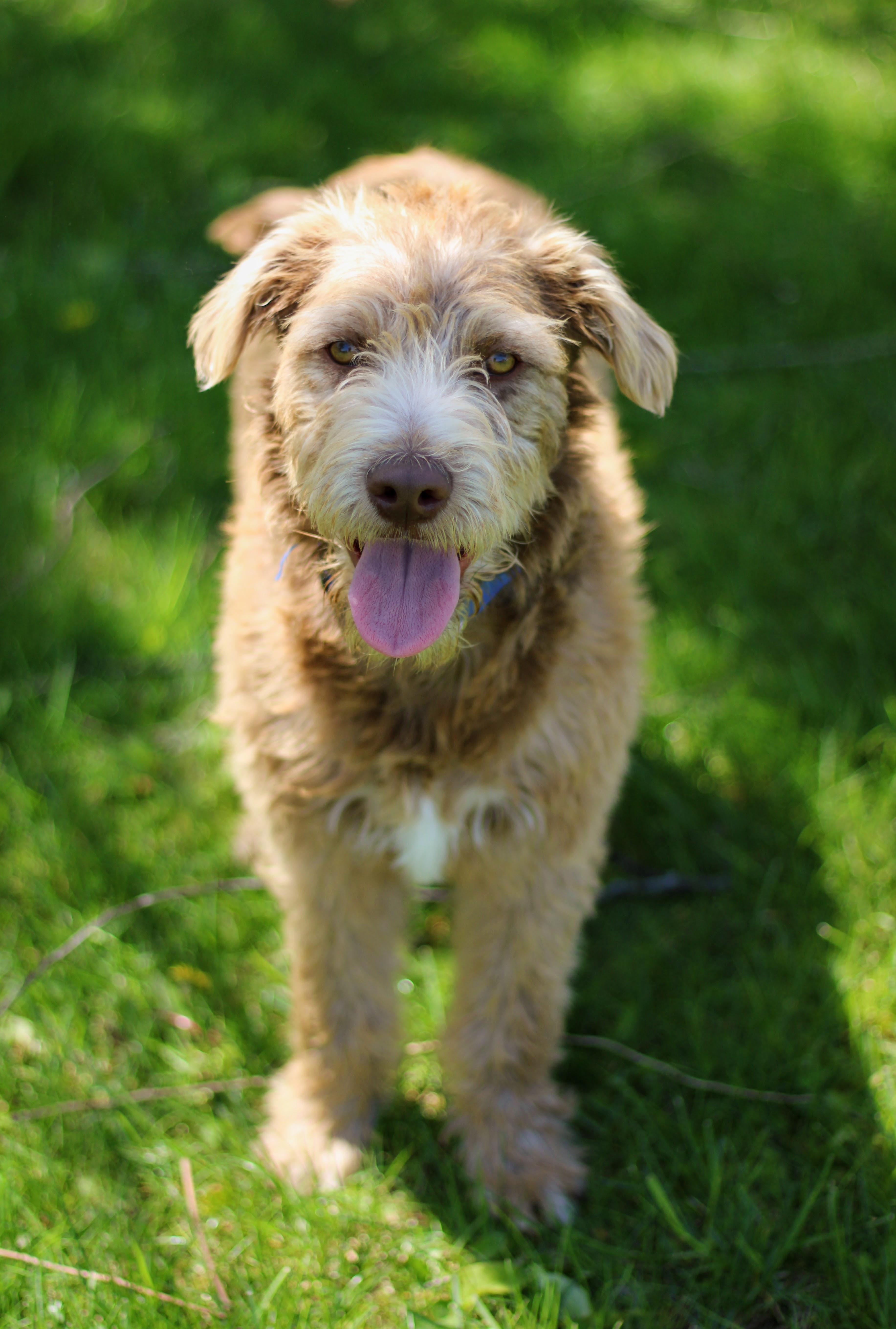 Enlarge Spud, a Adoptable mixed breed in Battle Creek, MI image 2/5