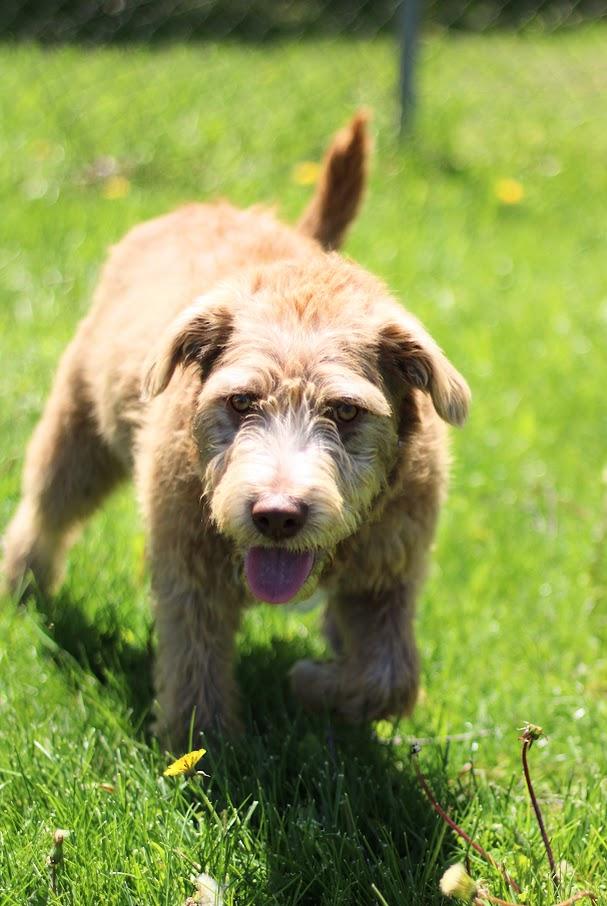 Enlarge Spud, a Adoptable mixed breed in Battle Creek, MI image 3/5
