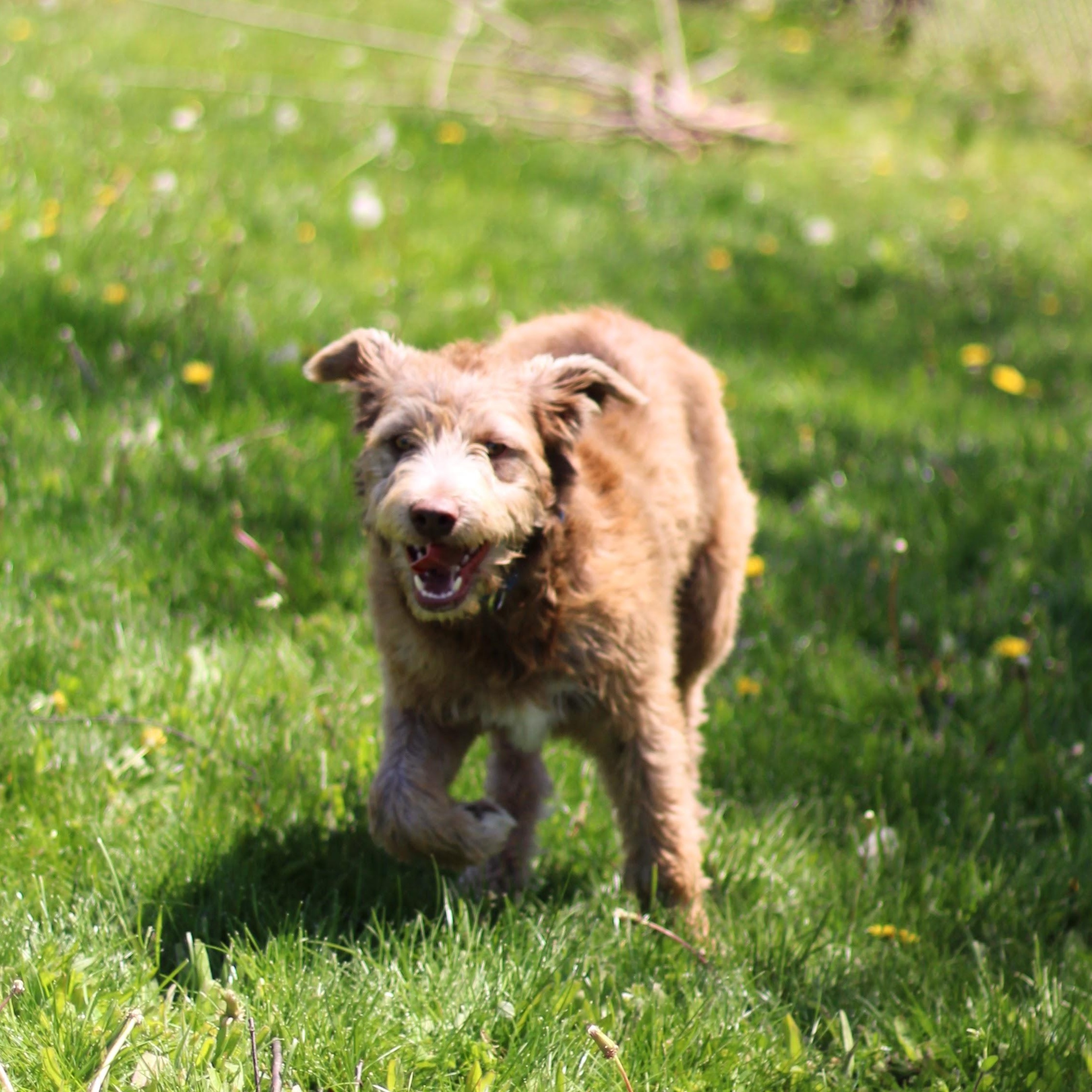 Enlarge Spud, a Adoptable mixed breed in Battle Creek, MI image 4/5