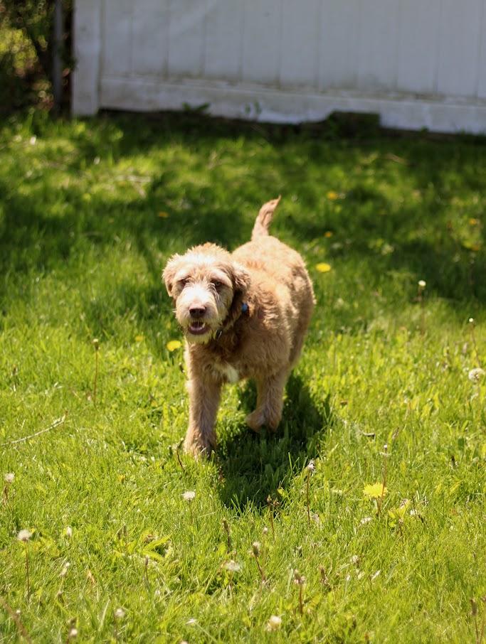 Enlarge Spud, a Adoptable mixed breed in Battle Creek, MI image 5/5