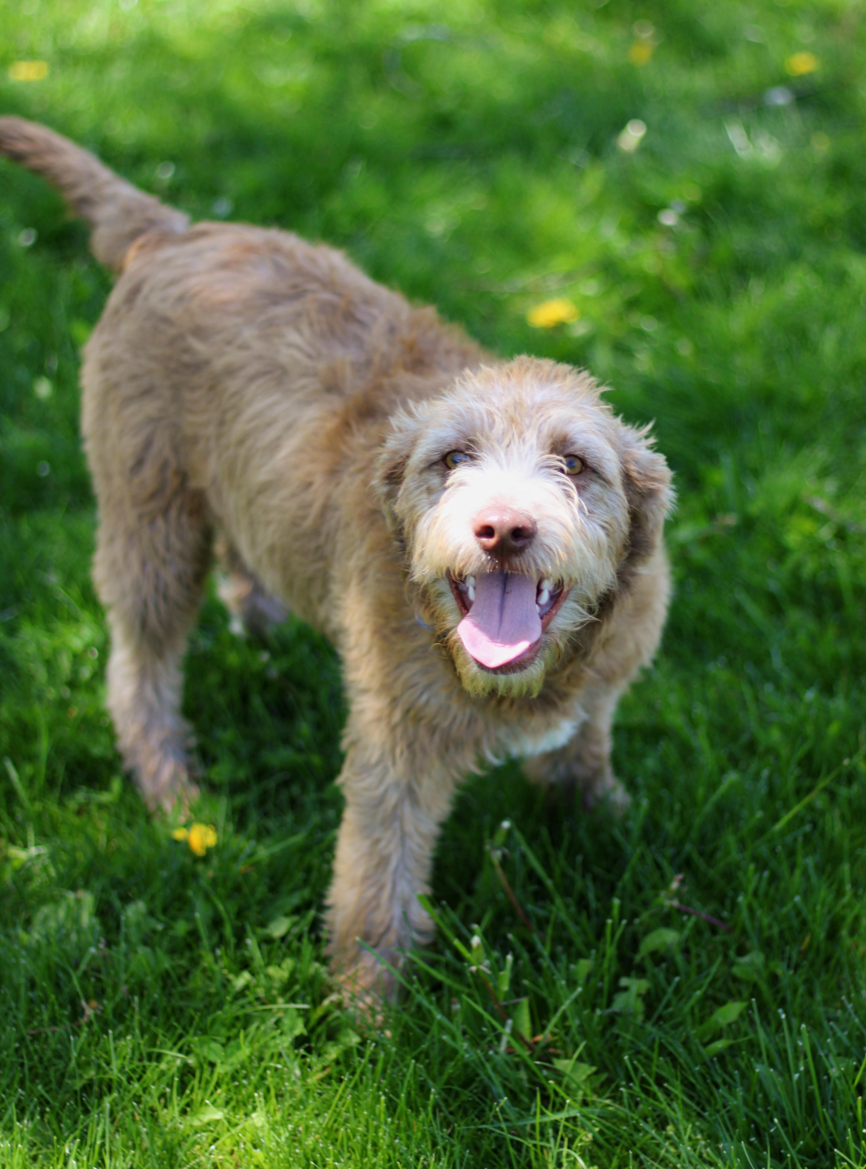 Spud, Adoptable, Young Male Labradoodle.