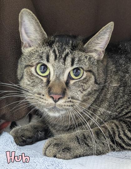 Huh, Adoptable, Adult Male Domestic Short Hair & Domestic Short Hair.