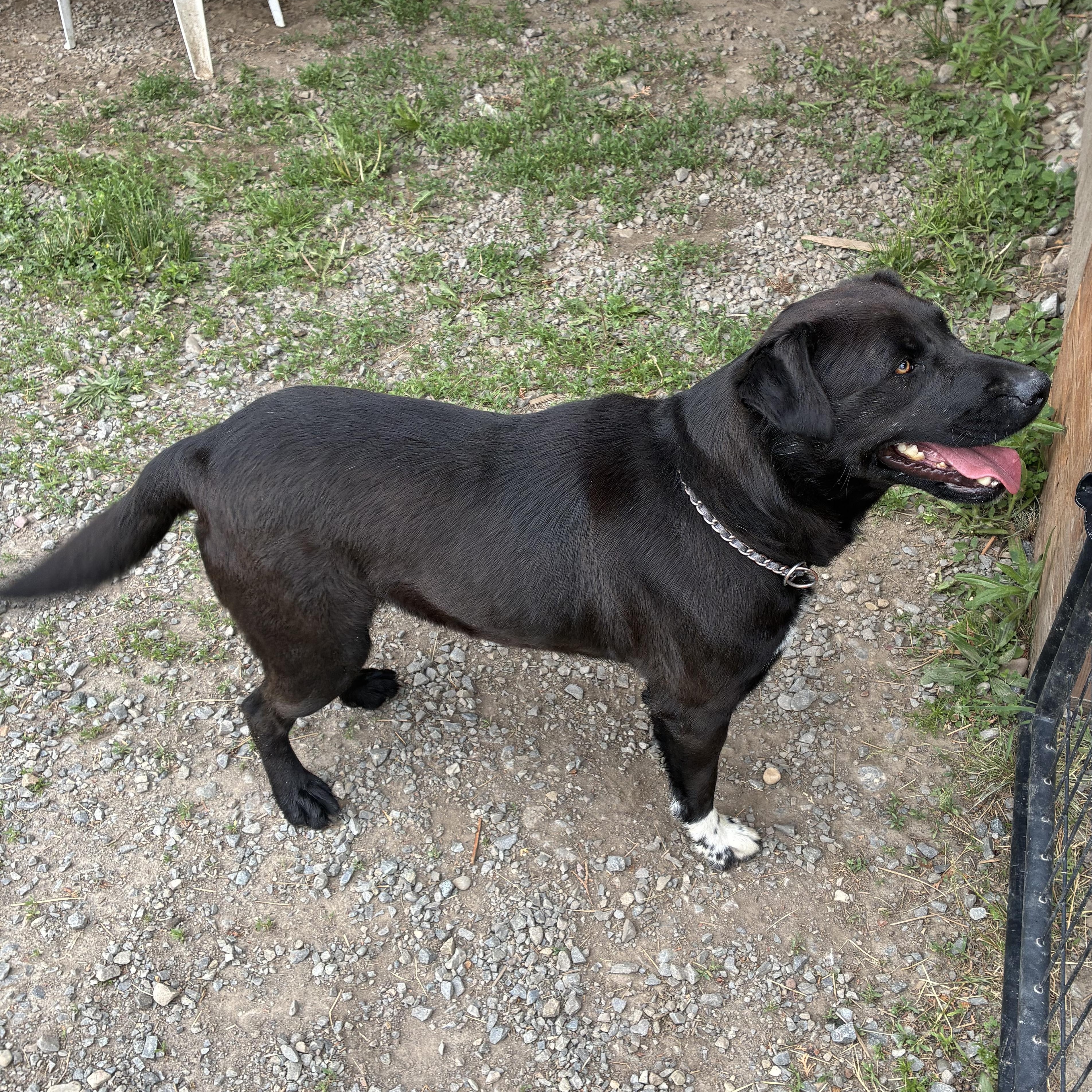 Orphy, a ADOPTABLE Black Labrador Retriever in Bonners Ferry, ID image 3/4