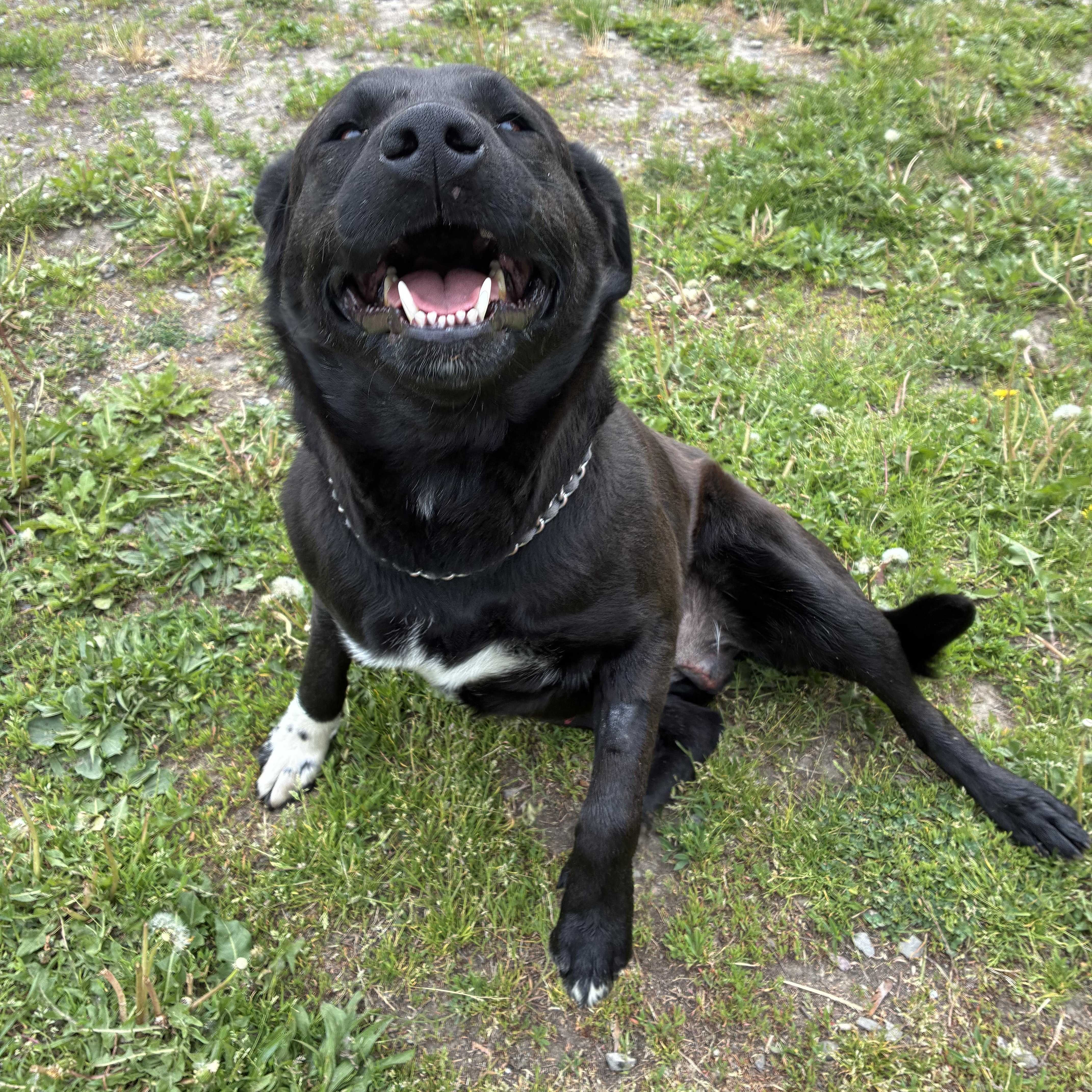 Orphy, a ADOPTABLE Black Labrador Retriever in Bonners Ferry, ID image 2/4