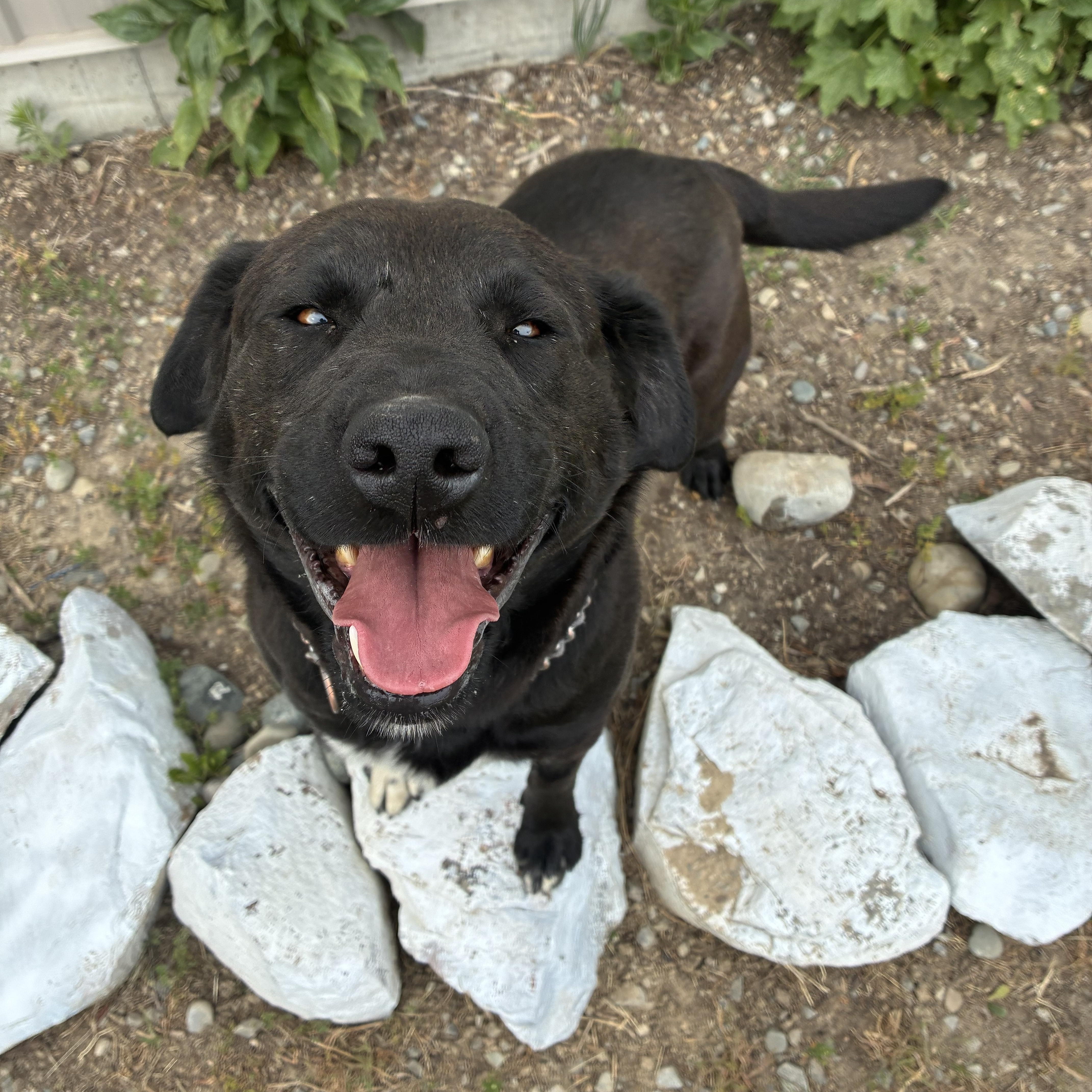 Orphy, a ADOPTABLE Black Labrador Retriever in Bonners Ferry, ID image 4/4