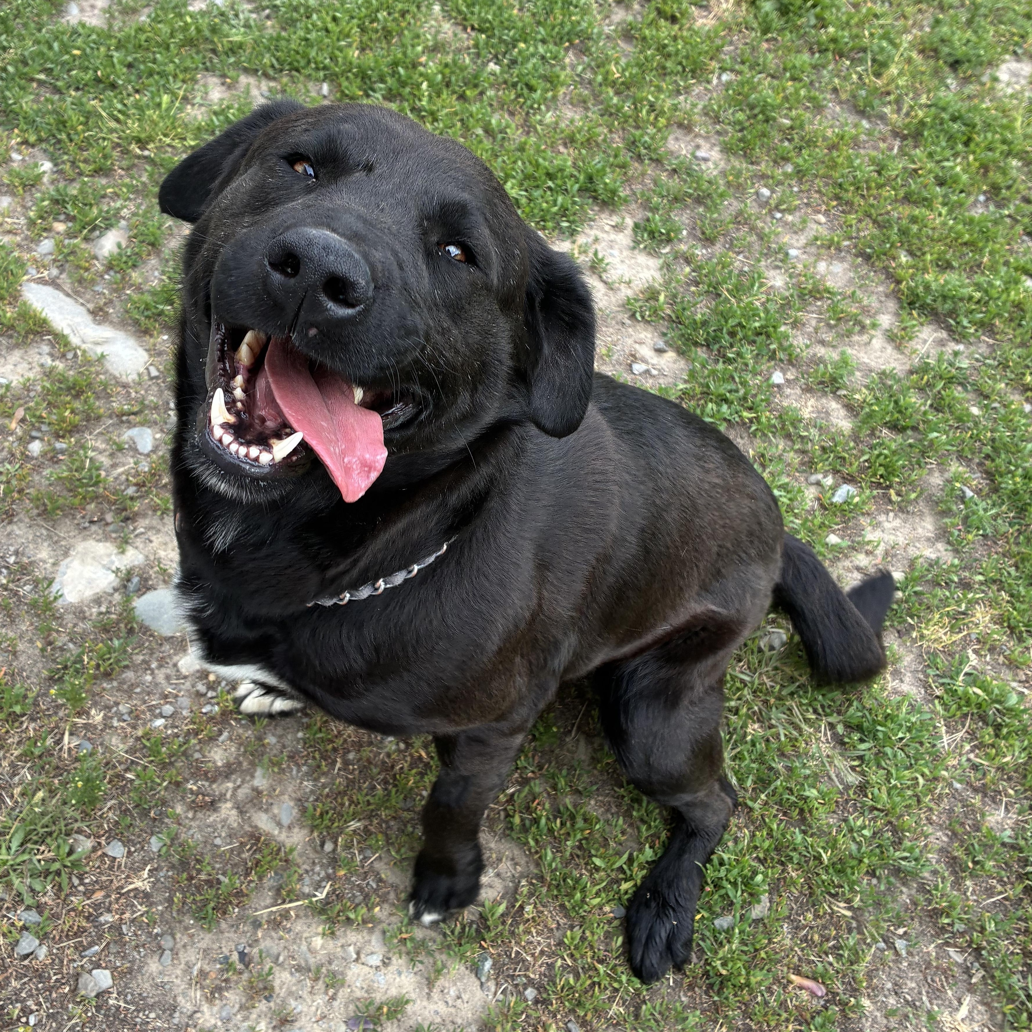 Orphy, ADOPTABLE, Adult Male Black Labrador Retriever.