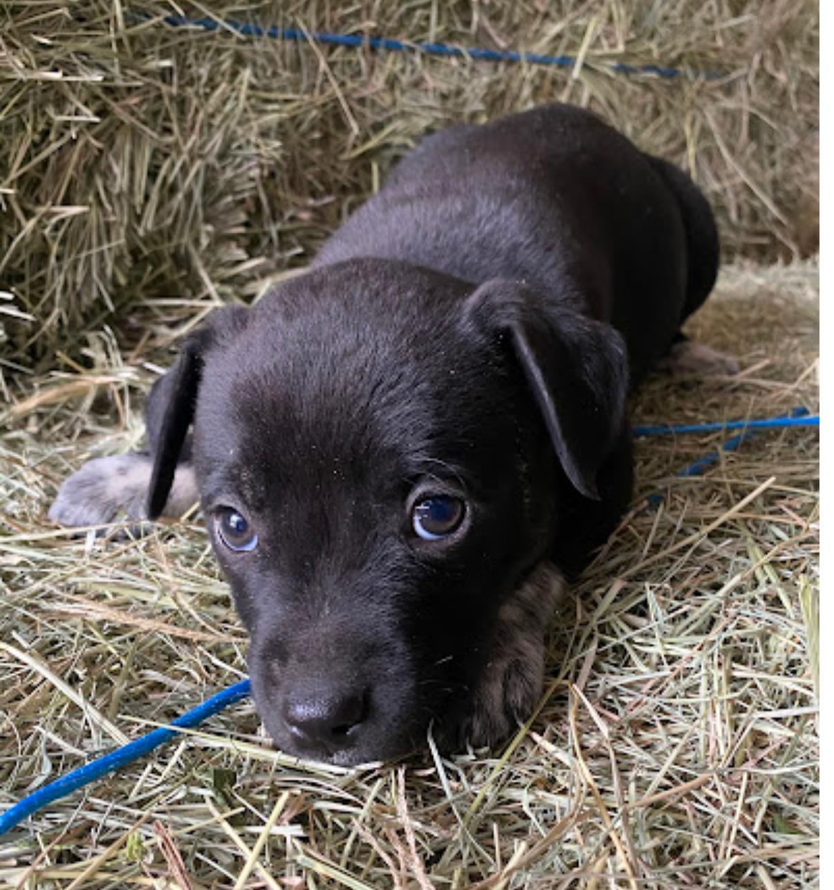 Shiver, Adoptable, Puppy Male Australian Cattle Dog / Blue Heeler & Catahoula Leopard Dog.