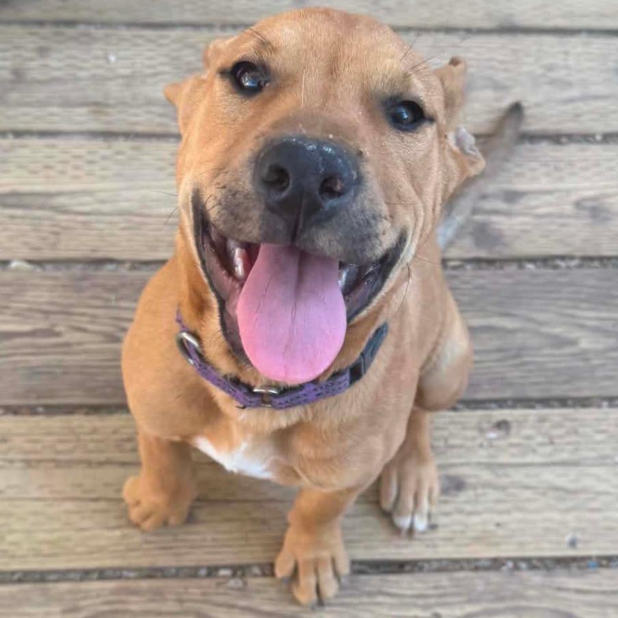 Rooney Doodle, Adoptable, Puppy Male Pit Bull Terrier & Mixed Breed.