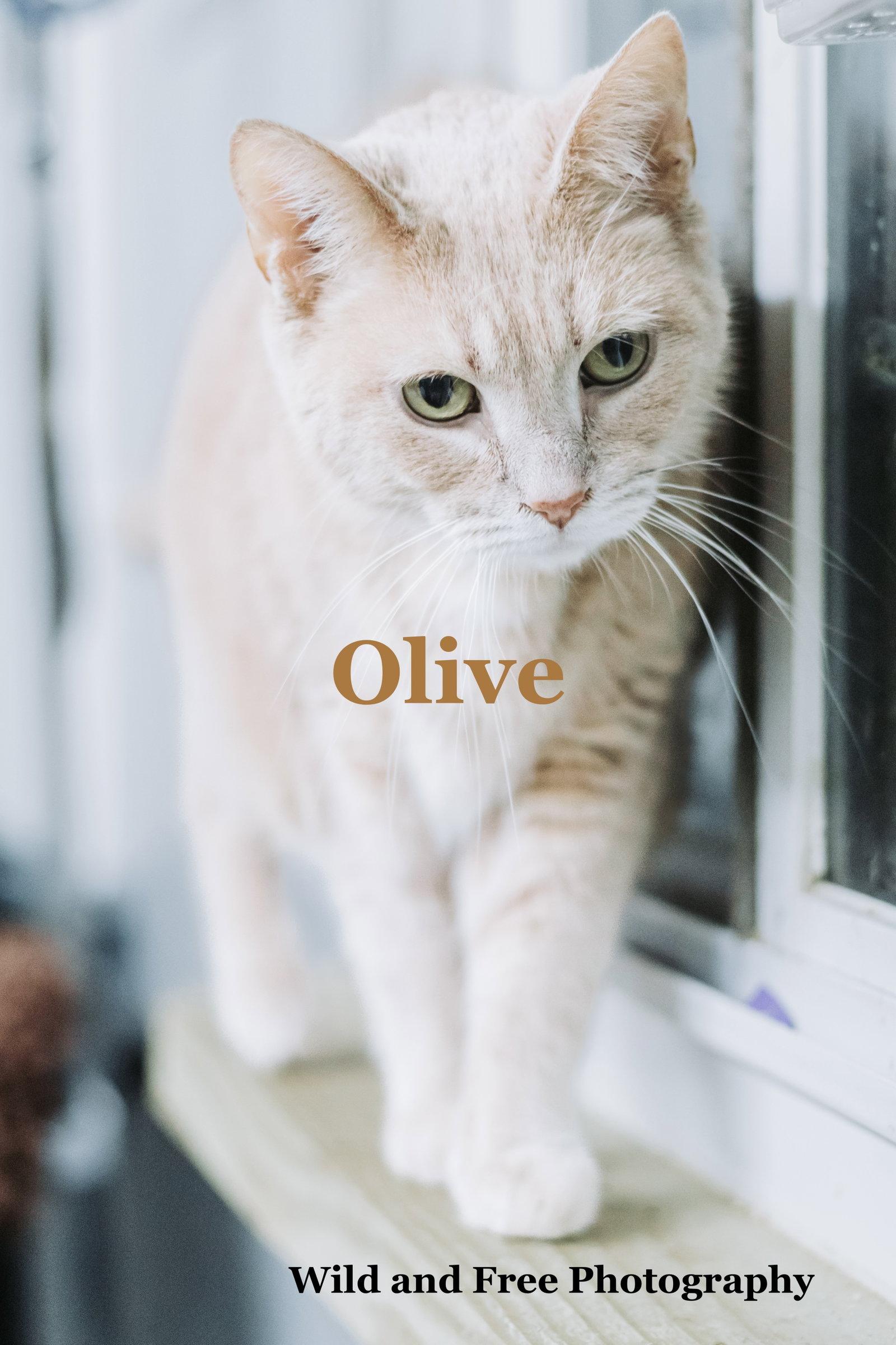Enlarge Olive, a Adoptable Domestic Short Hair in Morehead, KY image 1/3